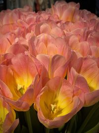 Close-up of red flower