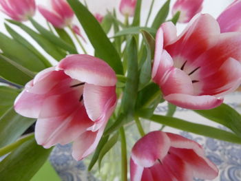 Close-up of pink flowers blooming outdoors