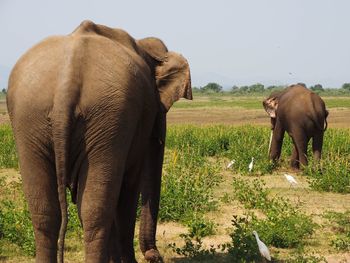 Elephant walking on field against sky