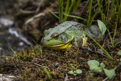 Close-up of turtle in water