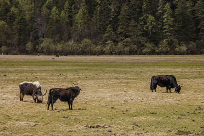 Horses in a field