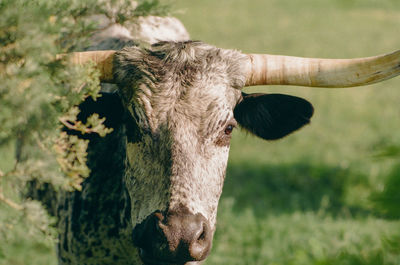 Close-up of cow on field