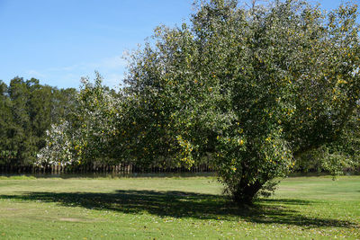 Trees on field against sky