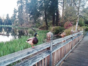 Birds perching on railing against trees