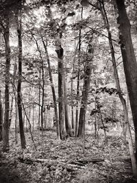 Trees in forest