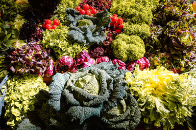 Full frame shot of flowers