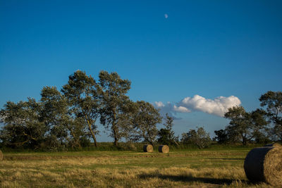 Trees on field against blue sky