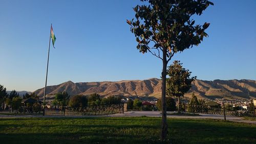 Trees growing on landscape against clear blue sky