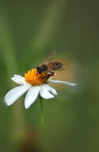 Close-up of insect on flower