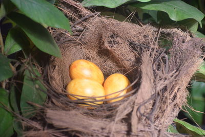 High angle view of eggs in nest on field