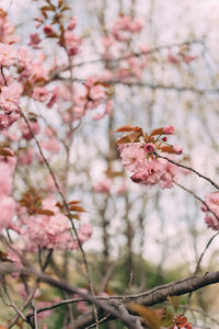 Close-up of cherry blossoms in spring