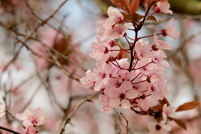 Close-up of pink cherry blossom