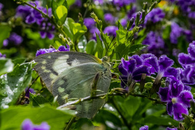 Close-up of purple flowering plants