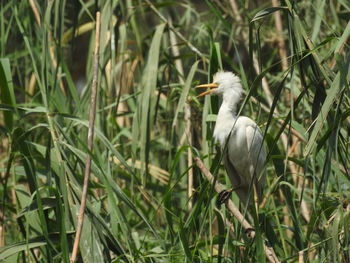 High angle view of gray heron perching on field