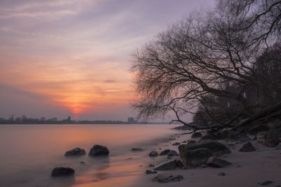 Scenic view of tree against sky during sunset