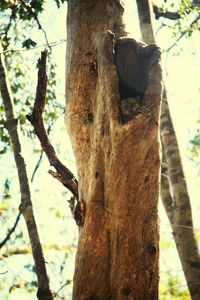 Low angle view of tree trunk