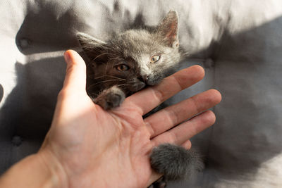 Close-up of hand holding kitten