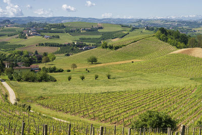 Scenic view of vineyard against clear sky