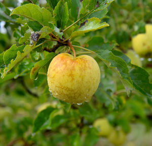 Close-up of lemon growing on tree