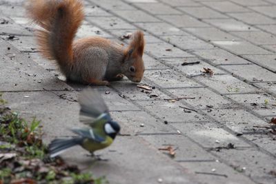 Close-up of squirrel on ground