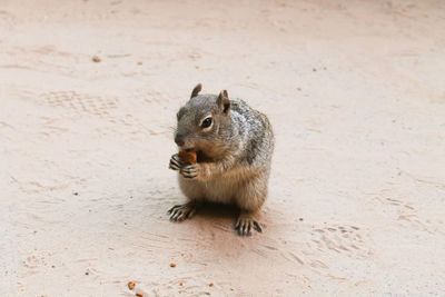 High angle view of squirrel sitting on land