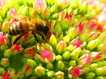 Close-up of bee pollinating on pink flower