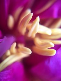 Close-up of purple hand