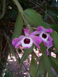 Close-up of purple flowers
