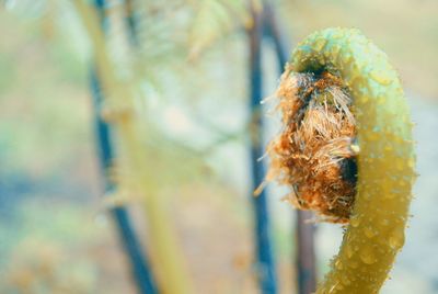 Close-up of red flowering plant