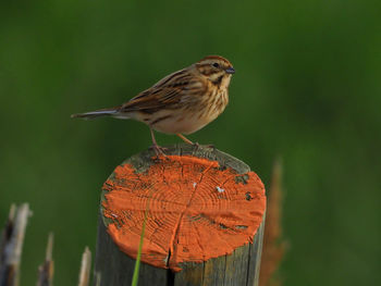 Close-up of bird perching on log