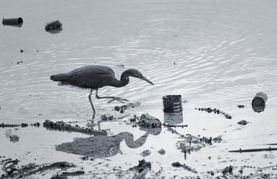 High angle view of bird perching on wooden post