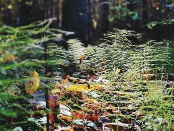Close-up of moss growing on land