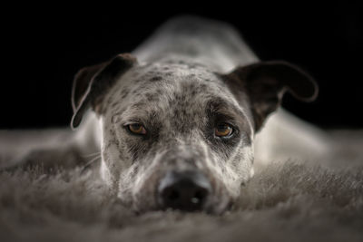 Portrait of dog relaxing on black background