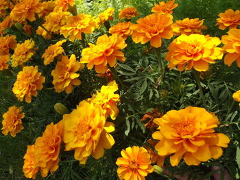 Close-up of yellow flowers blooming outdoors