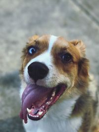 Close-up portrait of dog