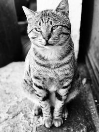 Close-up portrait of a cat sitting outdoors