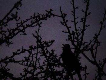 Low angle view of silhouette bird perching on tree