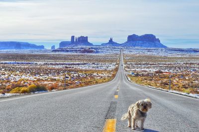 Dog on desolate road with monument valley behind him