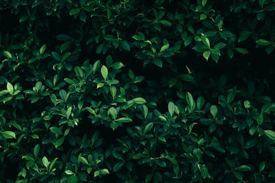 Full frame shot of fresh green plants