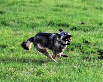 View of a dog running on grassy field