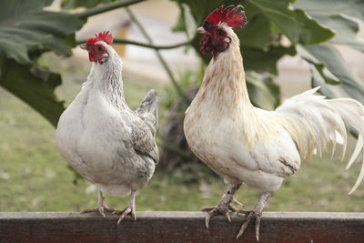 Close-up of birds against blurred background