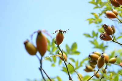 Low angle view of flowering plant against blue sky