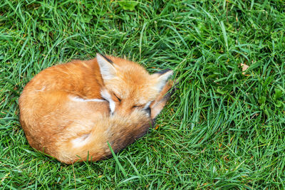 Close-up of fox sleeping on field