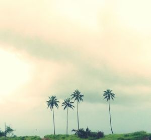 Close-up of palm trees on field against sky