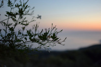 Close-up of silhouette plant against sky at sunset