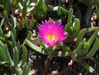 Close-up of pink crocus blooming on field