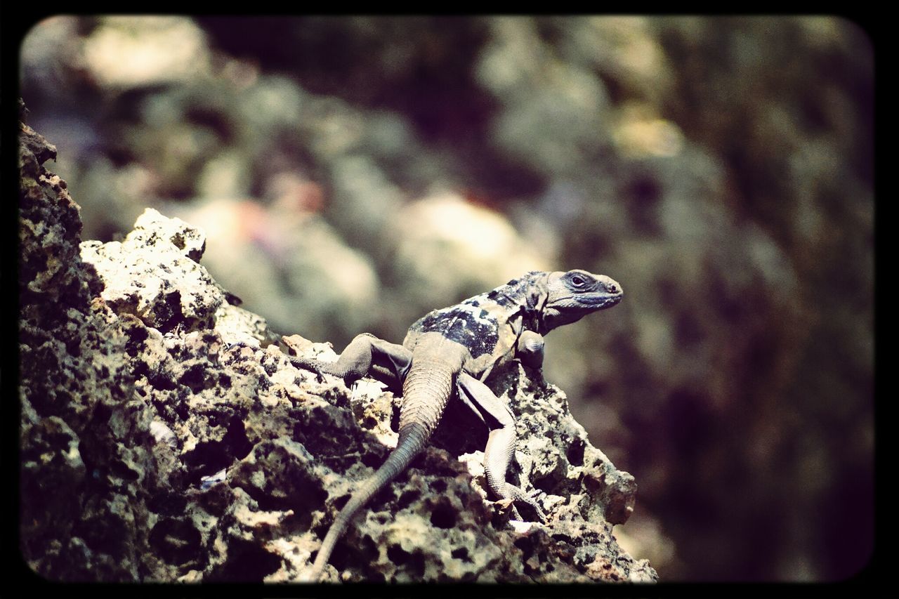 one animal, transfer print, animal themes, animals in the wild, wildlife, auto post production filter, reptile, lizard, rock - object, nature, close-up, focus on foreground, full length, outdoors, day, rock, selective focus, side view, no people, sunlight