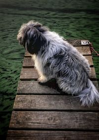 Dog on boardwalk