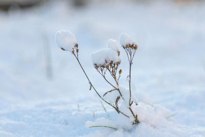 Close-up of frozen plant during winter