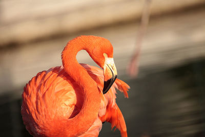 Close-up of a bird